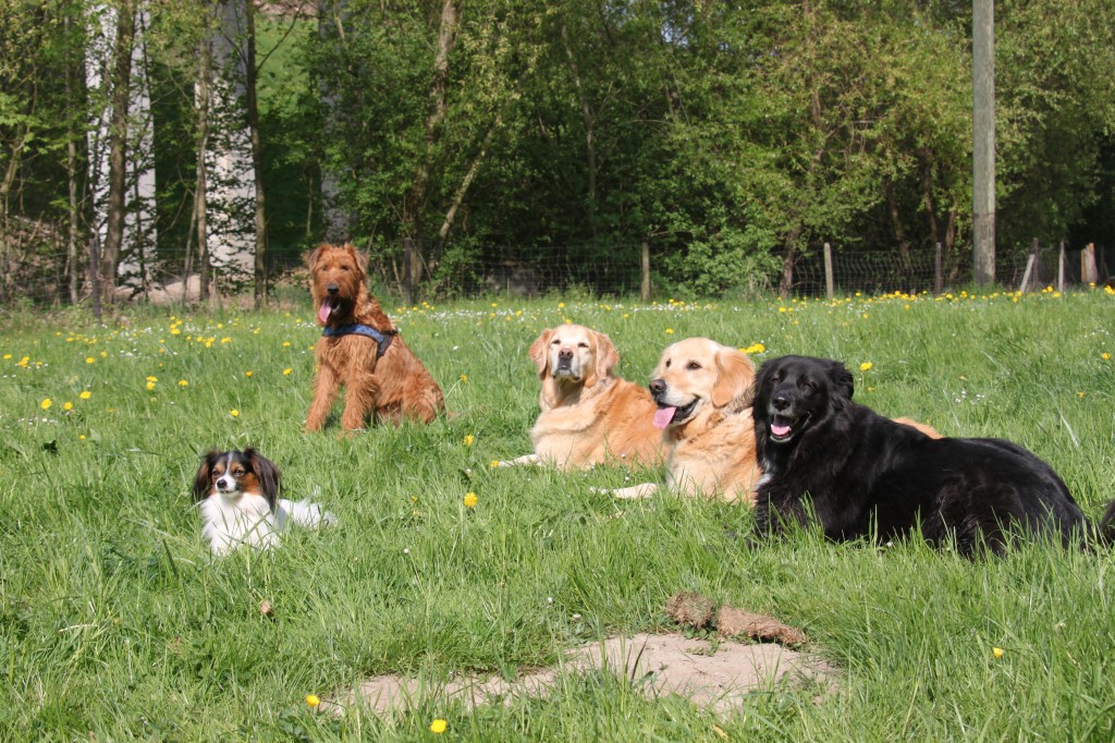 "Klein" Figaro, Rusty, Jenny, Sira & Zezo